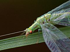 Green Lacewing
